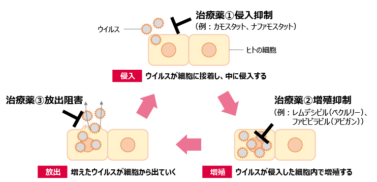 図2　ウイルスの増殖プロセスと感染症治療薬の作用ポイント