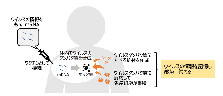図4　mRNAワクチンが効果を示す流れ